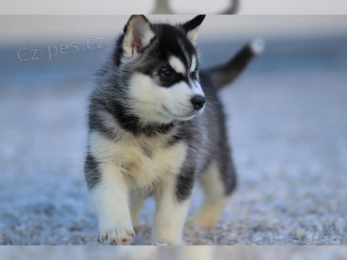 �istokrevn� Sibi�sk� Husky s PP