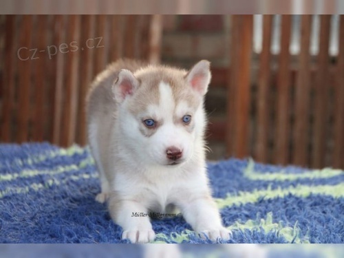 �istokrevn� Sibi�sk� Husky s PP