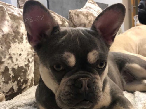 M�me k dispozici dv� kr�sn� �t��ata francouzsk�ho buldo�ka.