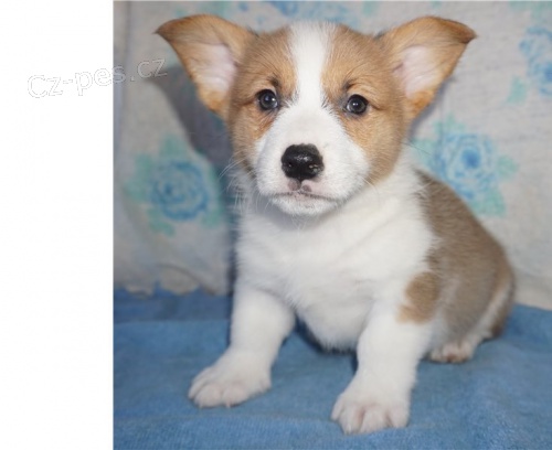 �t��ata Pembroke Welsh Corgi