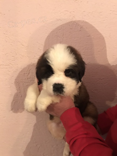 �t��ata svat�ho Bernarda