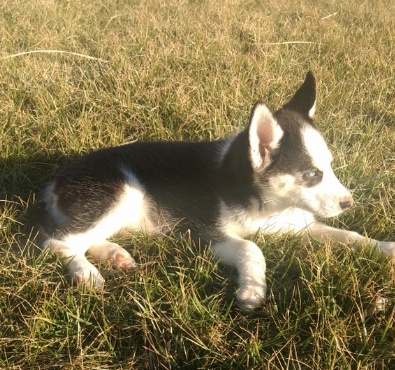 Zdrav� �t��ata sibi�sk�ho husky k adopci.
