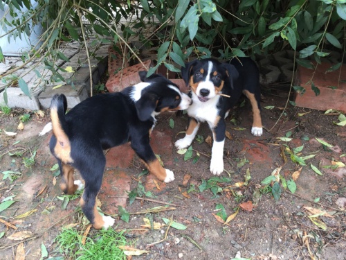 2 Appenzell Appenzell �t��ata Appenzell