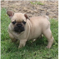 �t��ata anglick�ho buldoka jsou p�ipravena do nov�ch domov�.