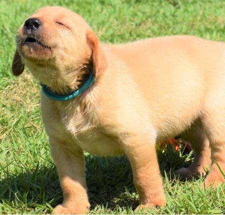 �t��ata labrador� jsou p�ipravena do nov�ch domov�.