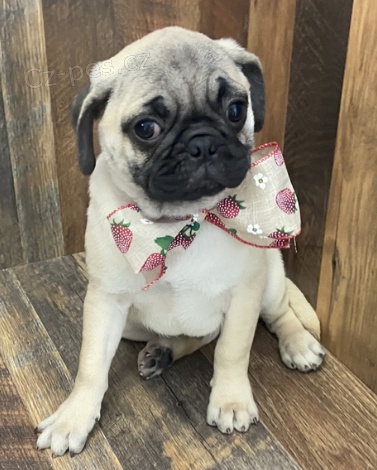 Kr�sn� Mops �t��ata k adopci