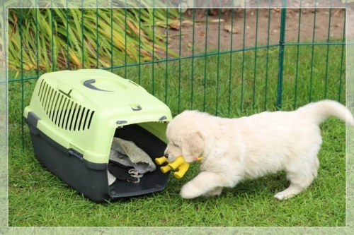 Prok�zan� chovn� dvojice modr� a zlat� macaws Mu� 9 let �ena 7 let velmi pou�n� a zvykl� na lidi