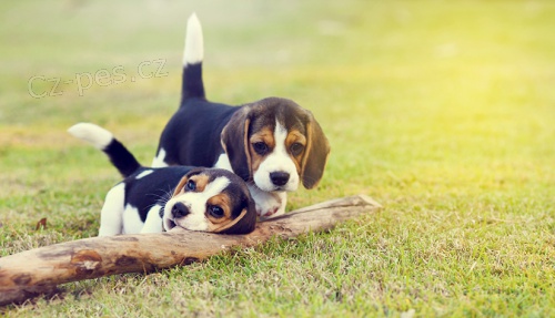 �t��ata  beagle, zoufale pot�ebuj�c� nov� domovy, ne na prodej, ��astn� nov� rok.