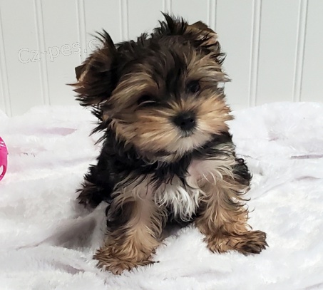 Yorkshirsk� �t��ata jsou p�ipravena na nov� domovy.