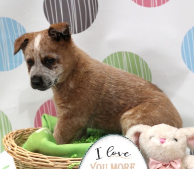 Kr�sn� australsk� �t��ata pro dobytek k adopci.