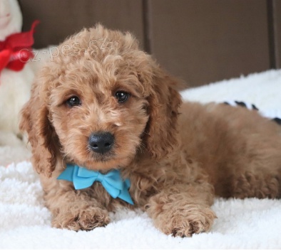 Kr�sn� �t���tka Goldendoodle k adopci.