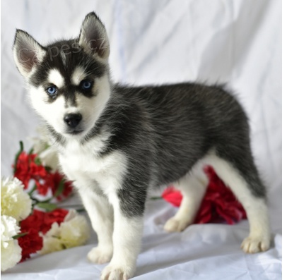 Kr�sn� �t��ata sibi�sk�ho husky k adopci.