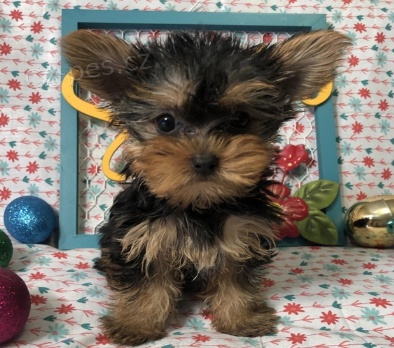 Kr�sn� yorkshirsk� �t��ata k adopci.