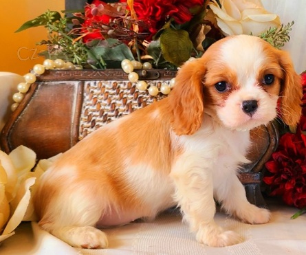 �t��ata rodokmenu Cavalier King Charles