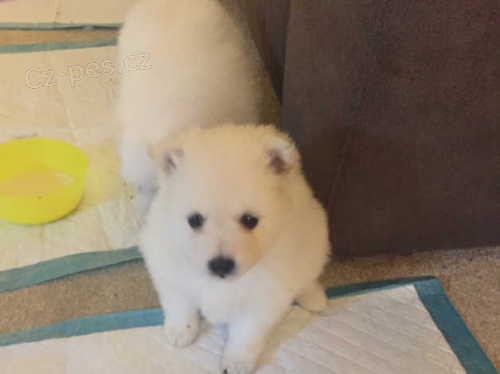 Kr�sn� japonsk� �pic �t��ata na prodej