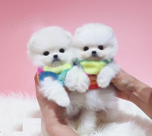 �t��ata Italsky Volpino