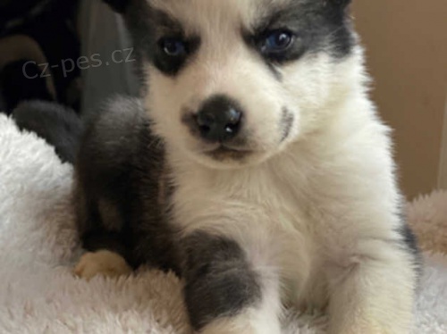 sibi�sk� husky �t��ata