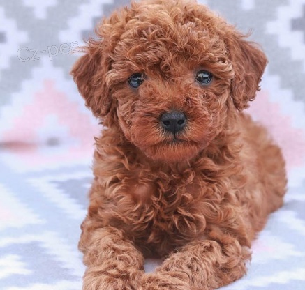 Pudl Mini �t��ata