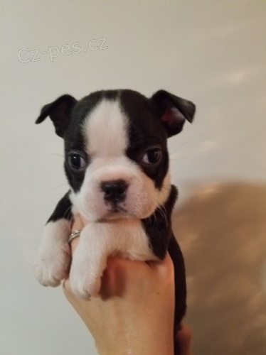 �t��ata bostonsky terier