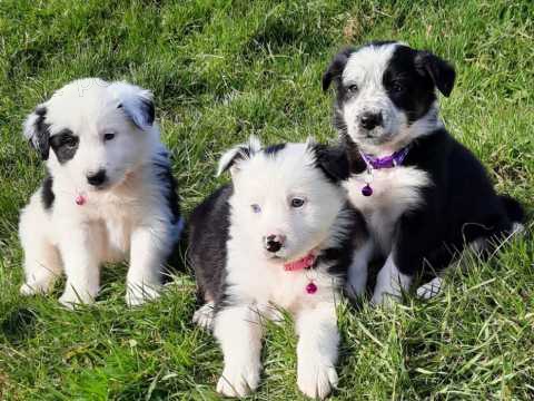 �t��ata, border, kolie