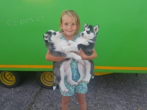 �t���tko Sib�rsky hasky