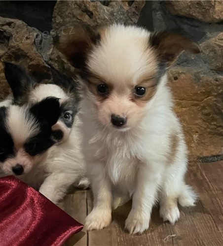 �t��ata papillon