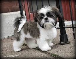 kr�sn� shiht tzu