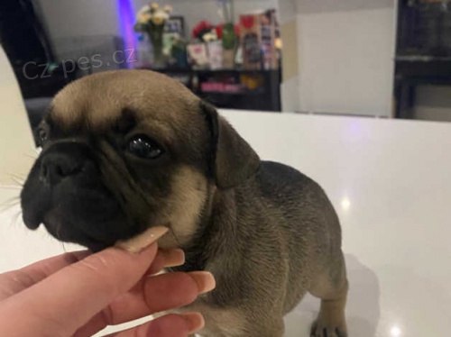 Francouzsk� buldo�ek �t��ata