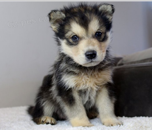 Hybrid �eskoslovensk�ho vl��ka samec a samice