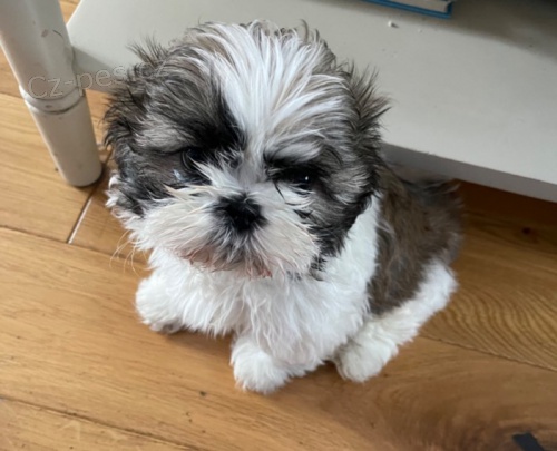 Chlapec a d�vka Shih Tzu na prodej