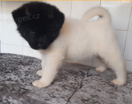 N�dhern�!!�t��ata Akita