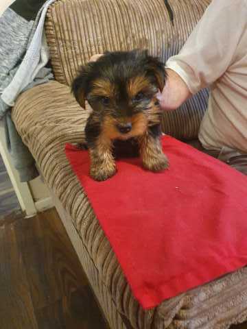 miniaturn� york��rsk� teri�r