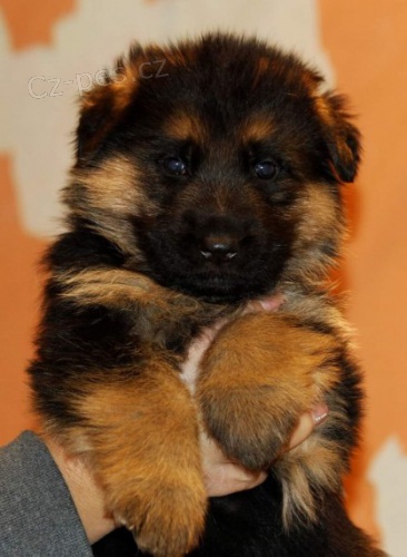 �t��ata, n�meck�ho ov��ka