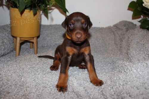 Fantastick� Evropan Dobrman �t��ata