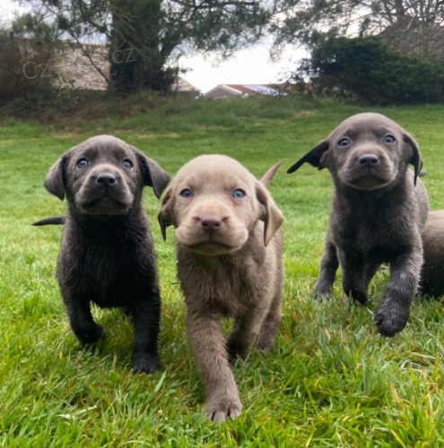 �t��ata labrador� ze st��bra a uhl�