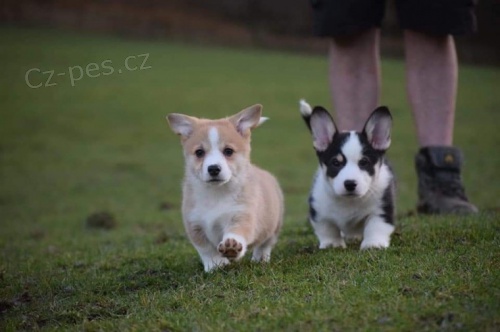  Pembroke Corgi �t��ata