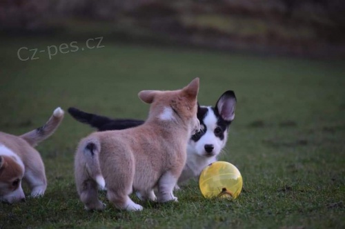 �t��ata- Pembroke Corgi 