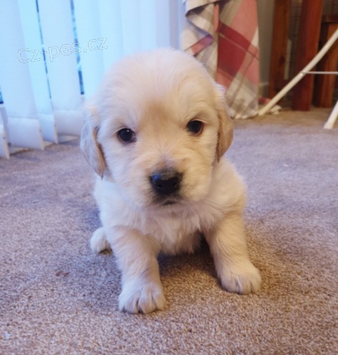 Rozko�n� �t��ata zlat�ho retr�vra~