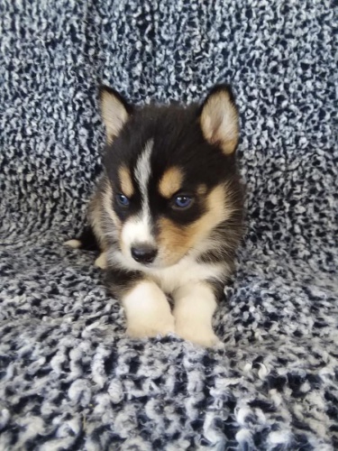 K dispozici �t��ata jemn�ho Pomsk�ho 