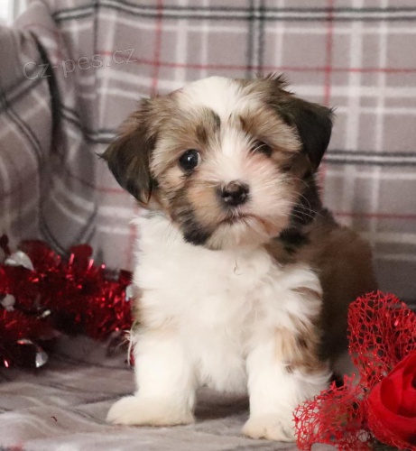 k dispozici roztomil� �t���tka Shih Tzu 