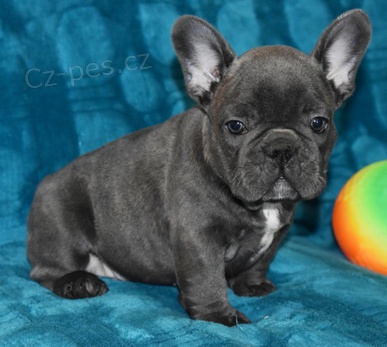 Kr�sn� �t���tka francouzsk�ho buldo�ka 