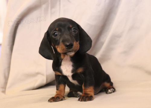 sladk� a roztomil� �t���tka jezev��ka! 