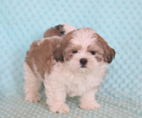 Rozko�n� �t��ata Lhasa Apso k adopci 