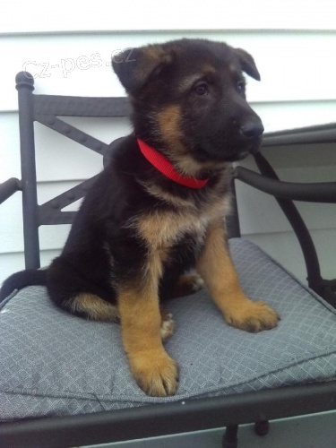 Inteligentn� �t��ata n�meck�ho ov��ka k adopci 