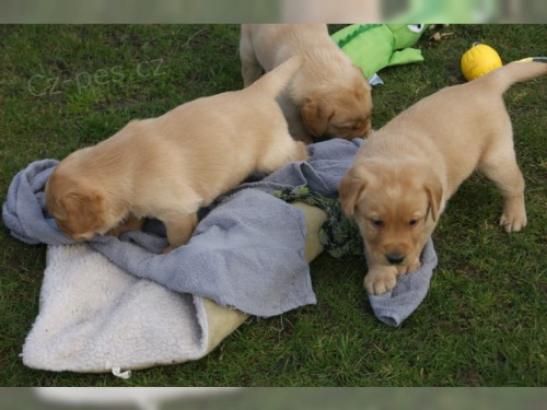 Labradorsk� retr�vr �tenatk� s pp