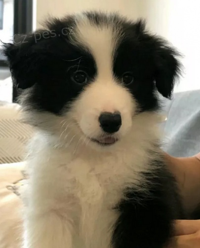 Kr�sn� �t���tka border kolie 