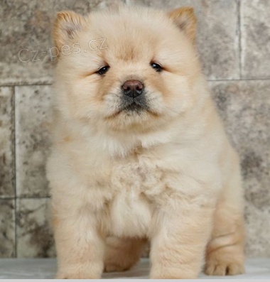 kr�sn� �t���tka �au �au (Chow chow)