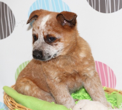 Rozko�n� �t�n� australsk�ho hon�ck�ho psa k adopci.