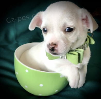 Roztomil� �t�n� �ivavy k adopci.