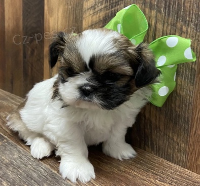 Rozko�n� �t�n� shih-tzu k adopci.